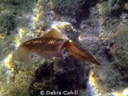 Squid Marmaris Turkey by Debra Cahill 